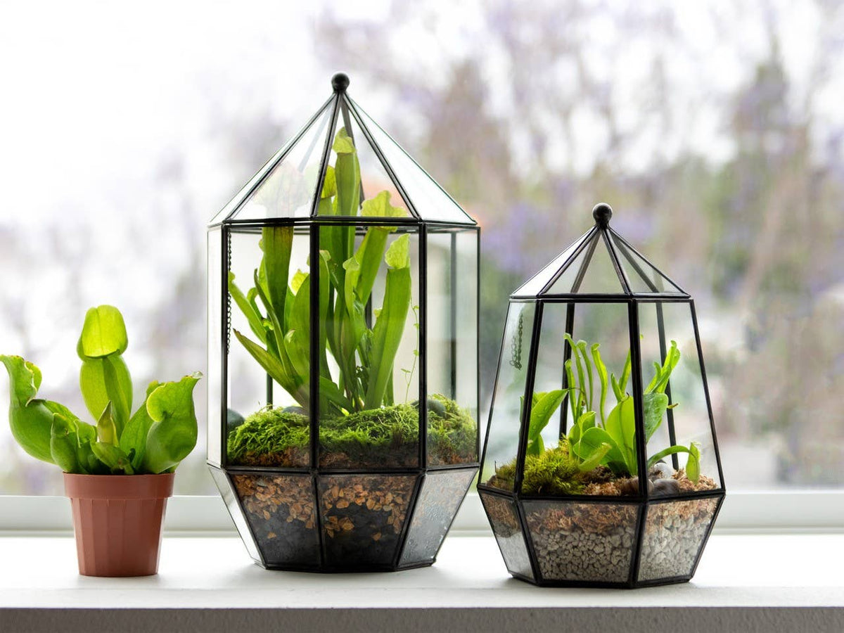 Glass Terrarium